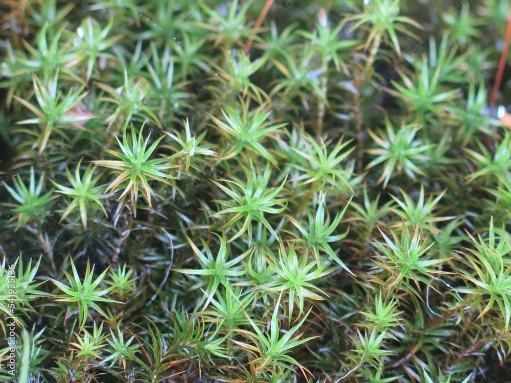 Bog haircap moss or an evergreen grass. Polytrichum strictum. Nature background pattern closeup. Bog haircap moss or an evergreen grass. Polytrichum strictum. Nature background pattern closeup.