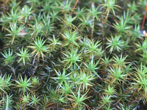 Bog haircap moss or an evergreen grass. Polytrichum strictum. Nature background pattern closeup.