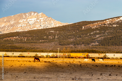 Horses in the shadows of the Rockies, Stoney Nakota, Stoney Reserve, Alberta, Canada photo