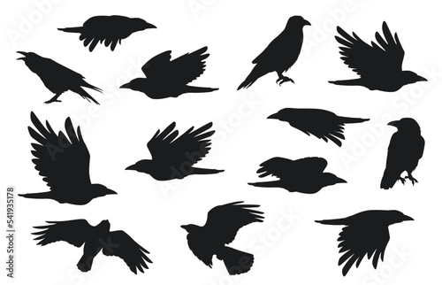 Leinwand Poster Crow silhouette