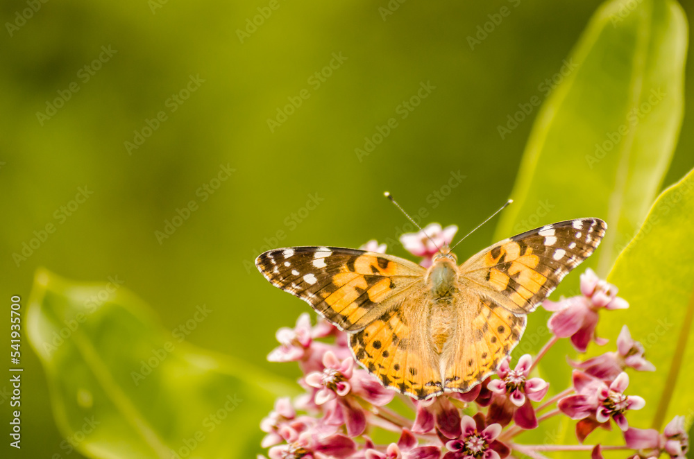 Painted Lady Butterfly on the Autumn Flowers Painted Lady Butterfly on the Autumn Flowers