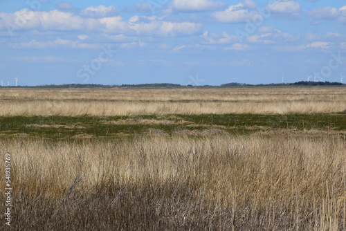 Marshland with reeds
