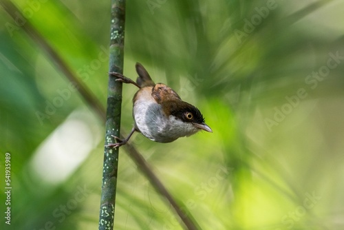Selective focus shot of old world babbler bird on branch looking away on green blurry background photo