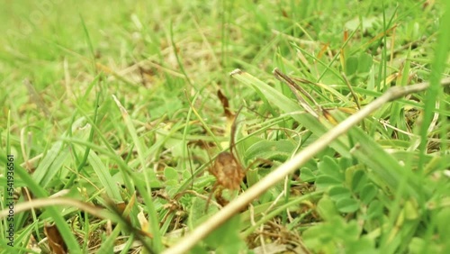 Phalangium opilio spider walks fast in the green grass photo