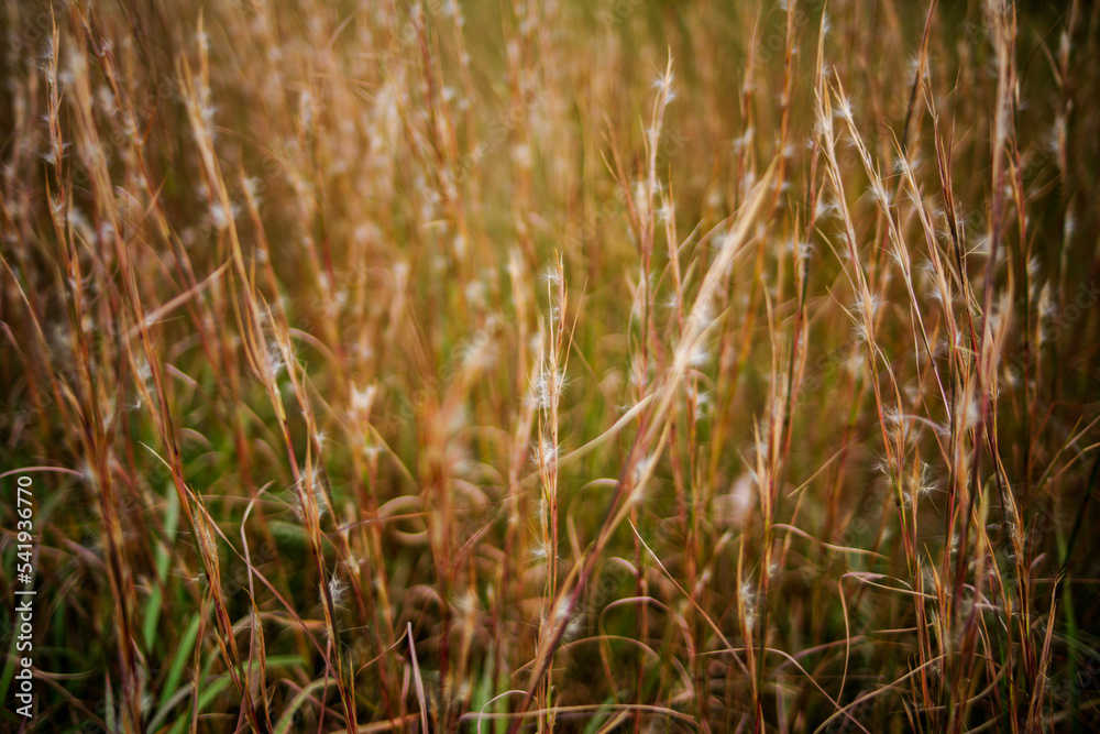 Fototapeta premium 明治神宮の秋の色