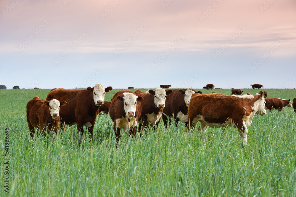 Cattle raising  with natural pastures in Pampas countryside, La Pampa Province,Patagonia, Argentina.