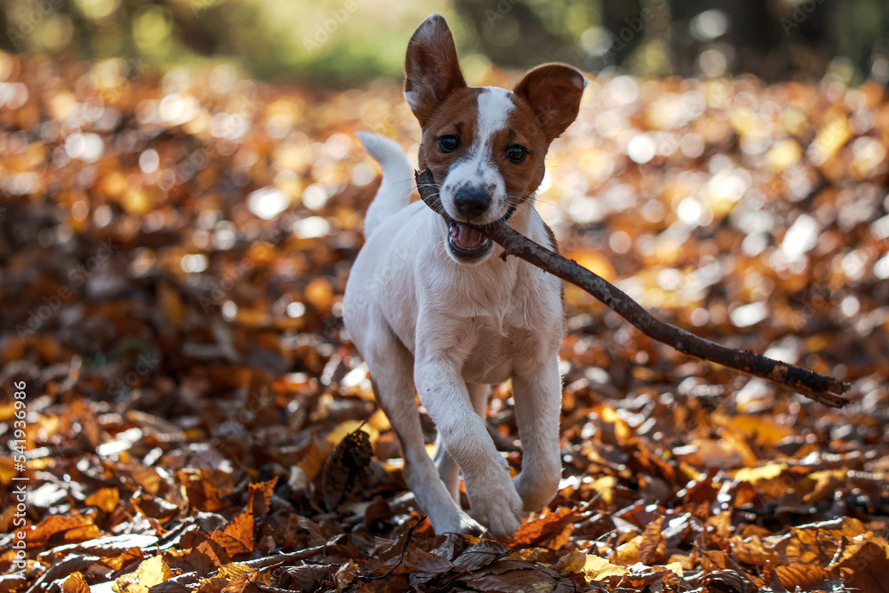 Jack russel terrier