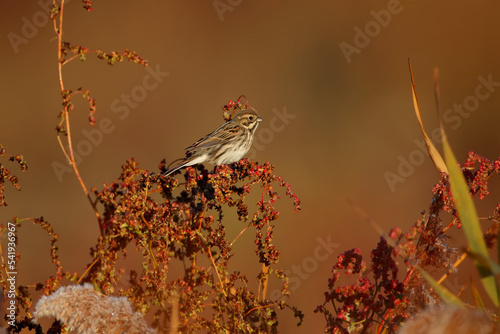 A female The common reed bunting (Emberiza schoeniclus) is photographed in its natural habitat against a blurred background. Close-up in the soft morning light photo