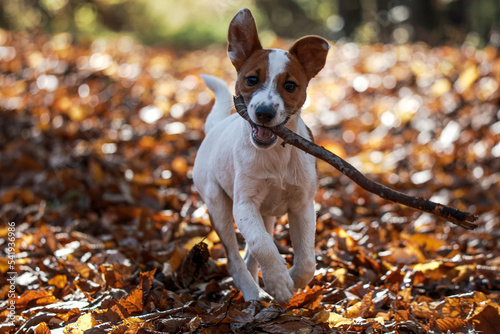 Obraz na płótnie Jack russel terrier w salonie