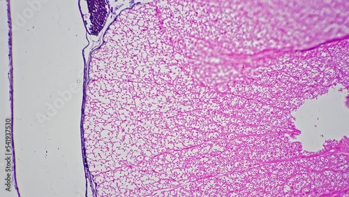 Microscopic sample Spinal cord cell TS 200x magnification tinted pink. Scientist finding illness or pathology in the nucleous of people body in the lab. Medical biochemistry and microbiology research. photo