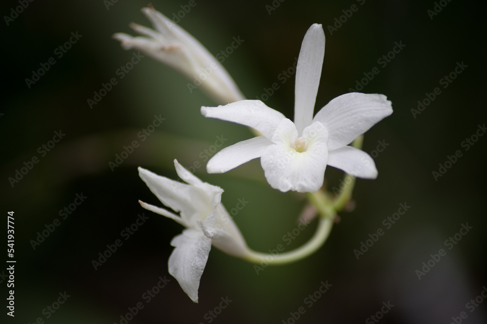 Obraz premium close up of a flower