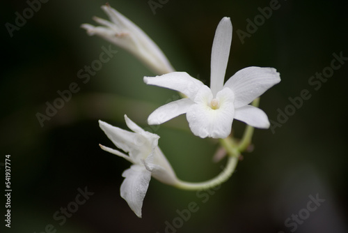 close up of a flower