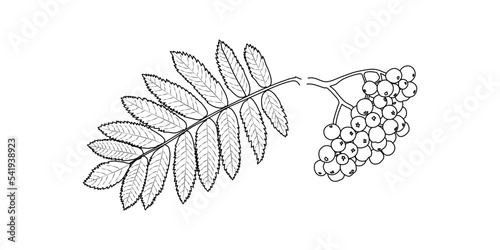 fruits and leaves of mountain ash
