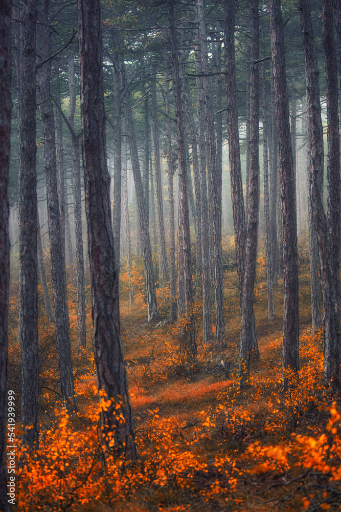 beautiful autumn forest in the mist beautiful autumn forest in the mist