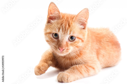 A beautiful red kitten lies on a white background and looks into the camera.