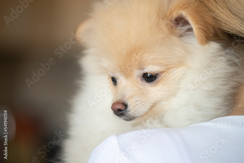 close-up shot of beautiful Pomeranian dog