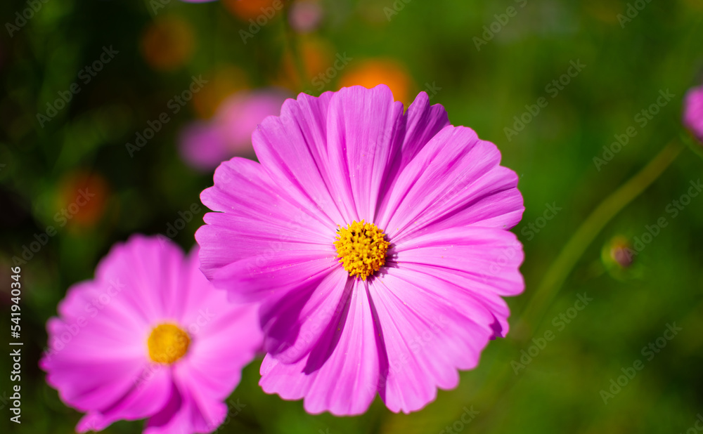 pink cosmos flower pink cosmos flower
