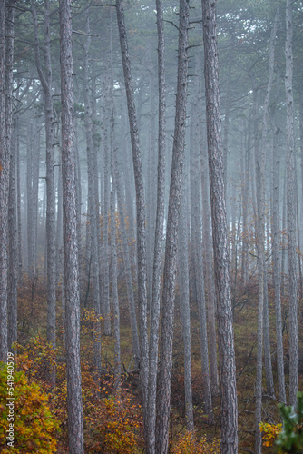 beautiful autumn forest in the mist