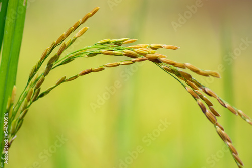 Rice seed on rice tree in natural 