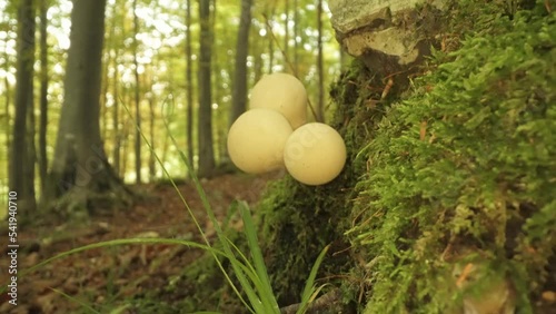  Edible mushroom Lycoperdon pyriforme grows on the tree trunk with green grass