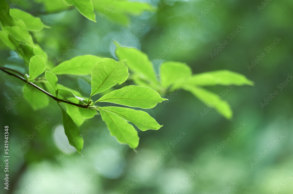 Green leaves background. Selective and soft focus. Copy space. Green leaves background. Selective and soft focus. Copy space.