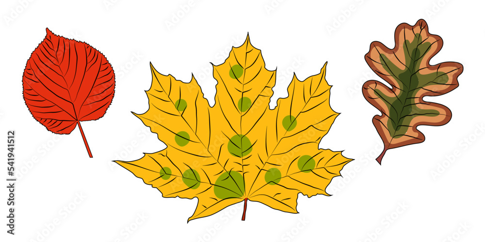 Fototapeta premium oak, linden, maple leaves in color