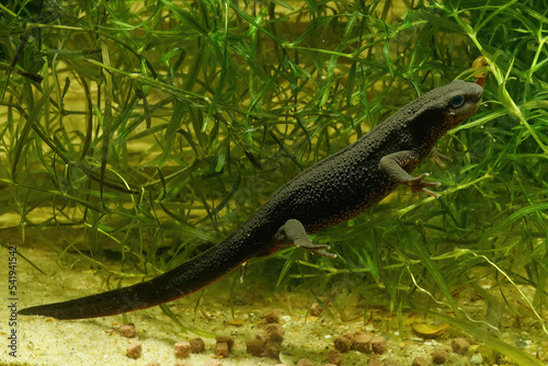 Closeup on an aquatic adult female Japanese firebellied newt  Cynops pyrrhogaster