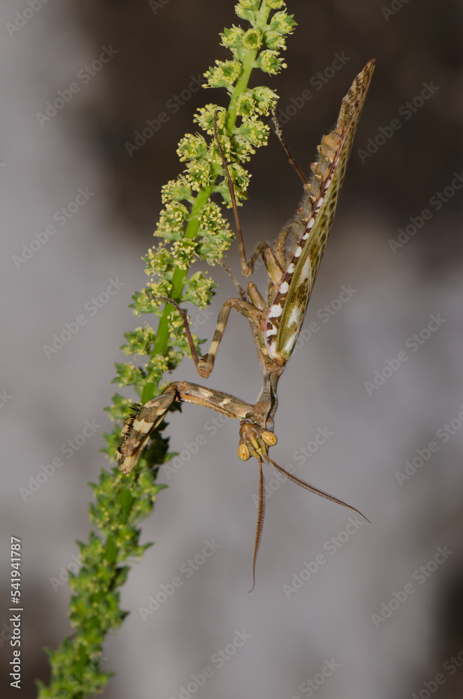 Egyptian flower mantis Blepharopsis mendica. Male. Cruz de Pajonales. Integral Natural Reserve of Inagua. Tejeda. Gran Canaria. Canary Islands. Spain.