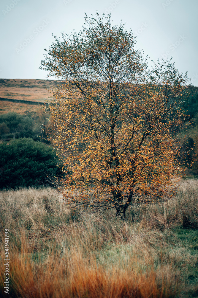 Long grass and foliage on a wet Autumn day in the English countryside Long grass and foliage on a wet Autumn day in the English countryside