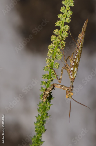 Egyptian flower mantis Blepharopsis mendica. Male. Cruz de Pajonales. Integral Natural Reserve of Inagua. Tejeda. Gran Canaria. Canary Islands. Spain.