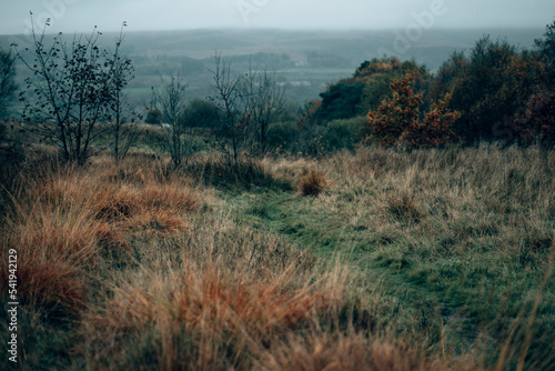Long grass and foliage on a wet Autumn day in the English countryside