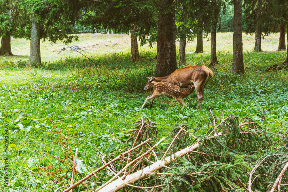 deer family in reserve Nursing mother deer and baby fawn deer family in reserve Nursing mother deer and baby fawn
