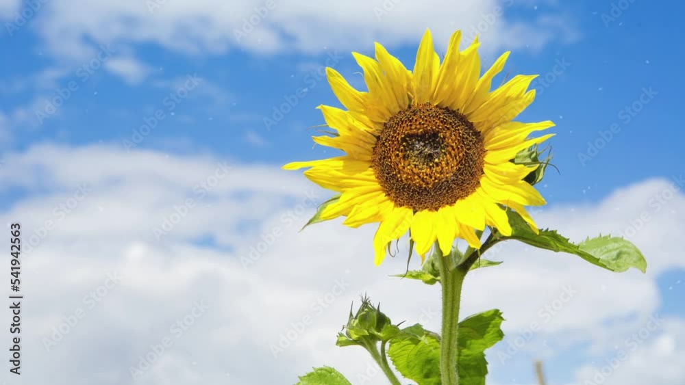 Cinemagraph of sunflowers and blue cloudy sky
Cinemagraph of sunflowers and blue cloudy sky