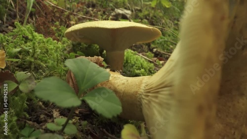 Lactarius deliciosus - saffron milk cap grows in the forest soil