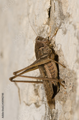 Southern wartbiter Decticus albifrons. Female. Cruz de Pajonales. Integral Natural Reserve of Inagua. Tejeda. Gran Canaria. Canary Islands. Spain. photo