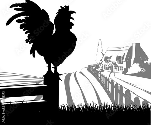 Rooster farm field landscape