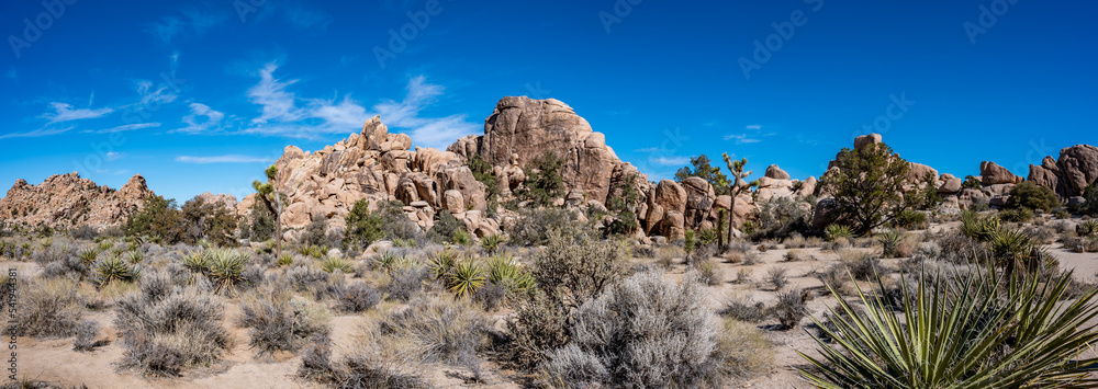 Landscape of Joshua Tree National Park with clear skies and rocky backdrop