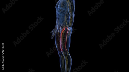 3d rendered medical animation of the sciatic nerves photo
