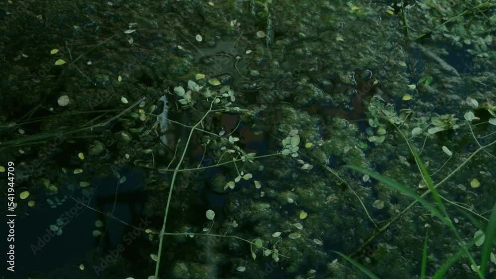 moss on the water with small wave moss on the water with small wave