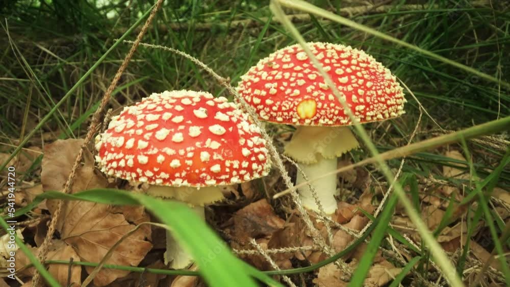Beautiful red colored mushrooms but dangerous and poisonous Beautiful red colored mushrooms but dangerous and poisonous