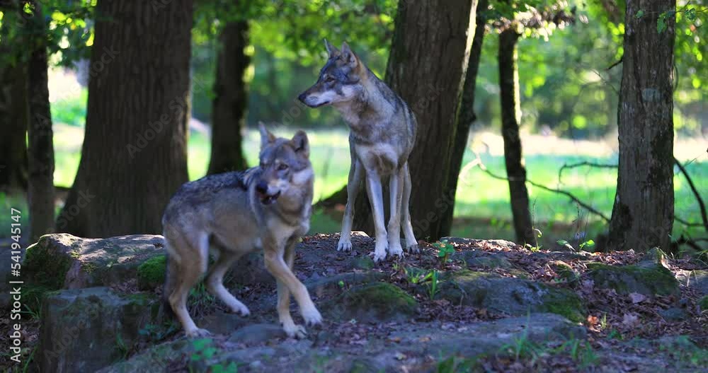 A European wolf family is in the forest A European wolf family is in the forest