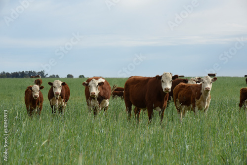Cattle raising  with natural pastures in Pampas countryside, La Pampa Province,Patagonia, Argentina. © foto4440