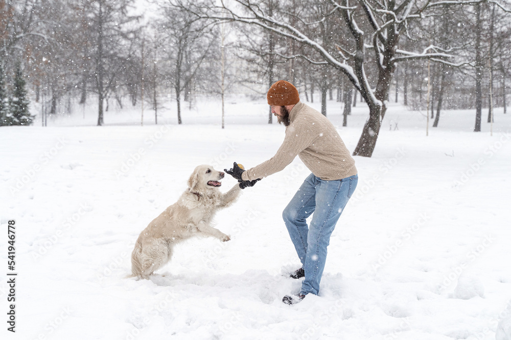 Young man in beige sweater and blue jeans playing with white dog golden retriever during snowfall outdoor in public park. Winter time. Leisure games, outside pursuit activity. Domestic pet training. Young man in beige sweater and blue jeans playing with white dog golden retriever during snowfall outdoor in public park. Winter time. Leisure games, outside pursuit activity. Domestic pet training.