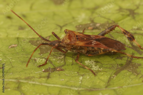 Closeup on the Western Conifer seed bug , Leptoglossus occidentalis