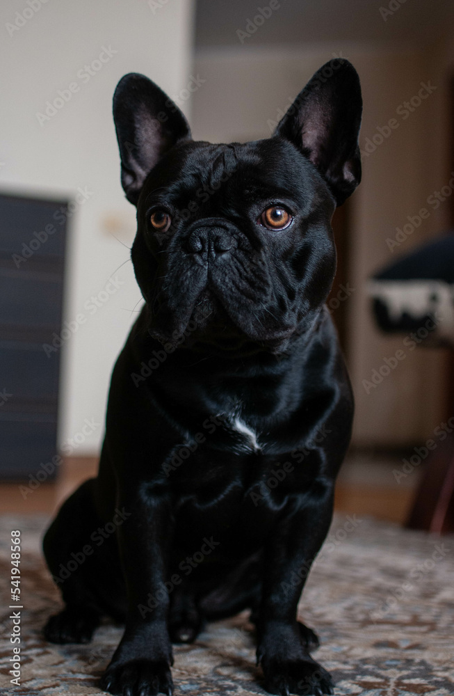 french bulldog black dog with brown eyes different angles in the house