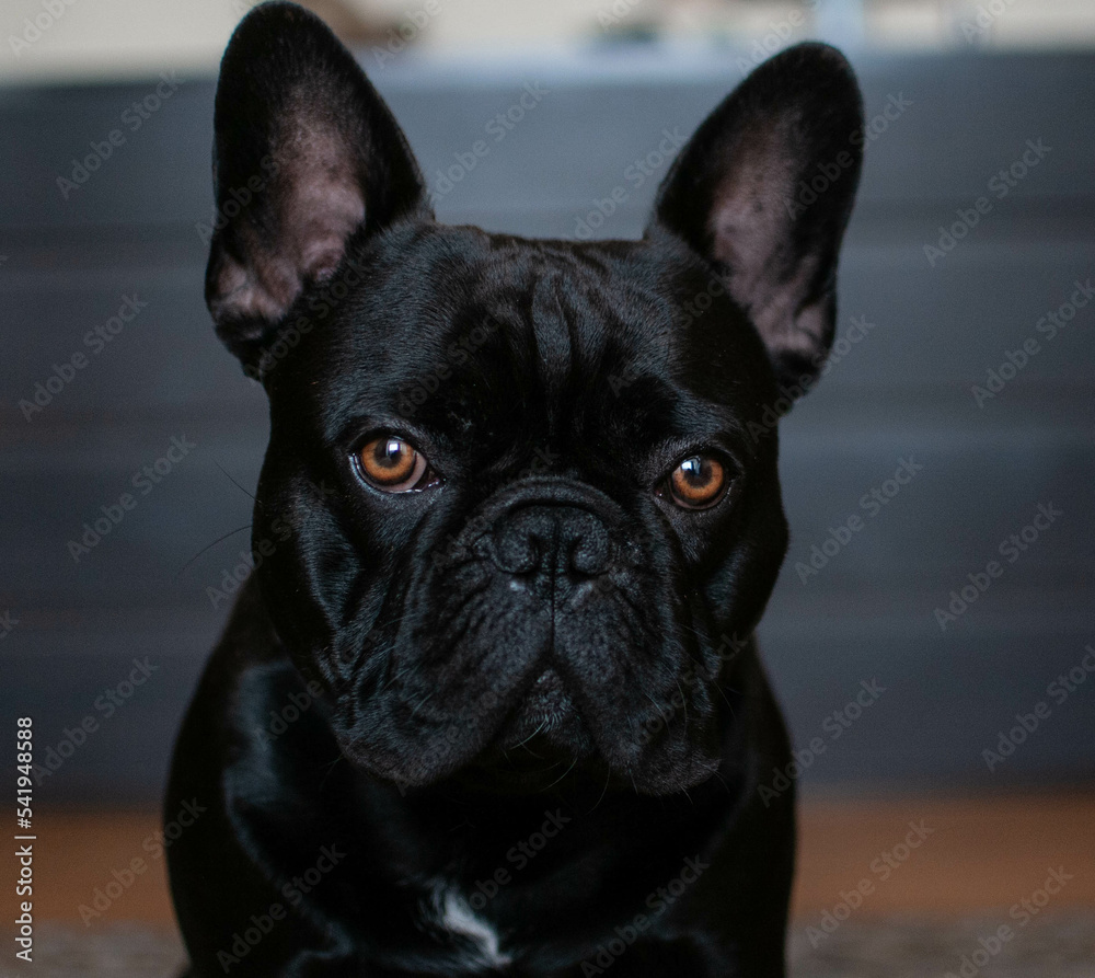 french bulldog black dog with brown eyes different angles in the house french bulldog black dog with brown eyes different angles in the house