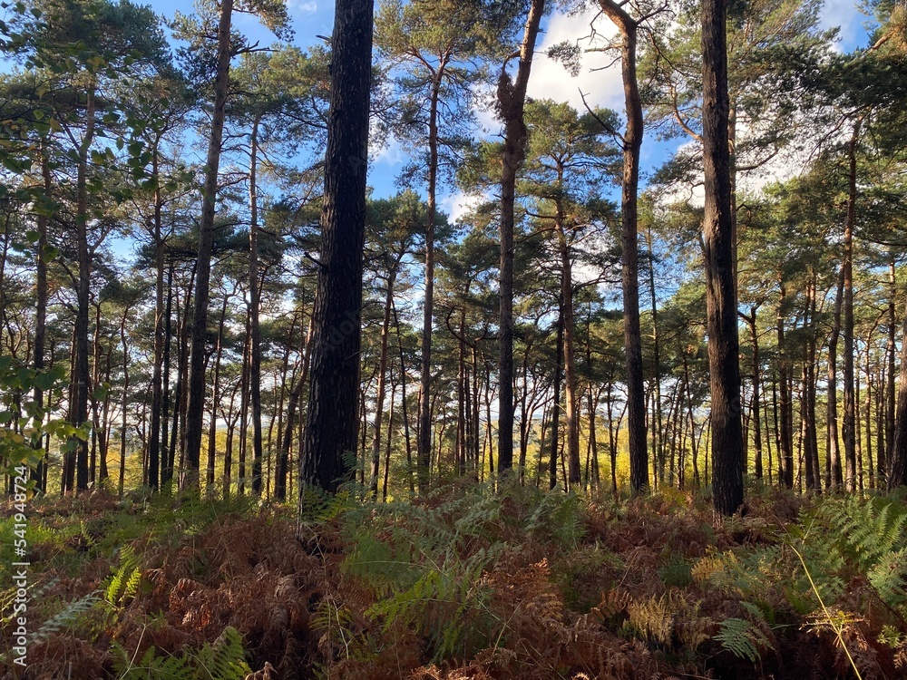 Obraz premium forest in autumn
