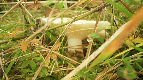  Inedible white mushroom Jewelled Amanita grows among green forest grass photo