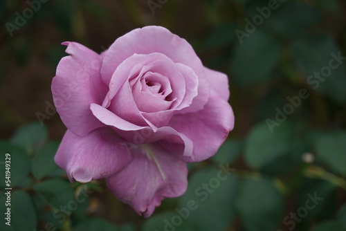 バラ～ブルームーン