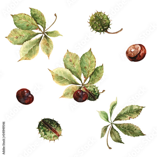 Set of isolated elements autumn chestnut leaves with brown round fruits. botanical clip art. Hand drawn watercolor illustration on white background for card design, invitation, congratulations, banner